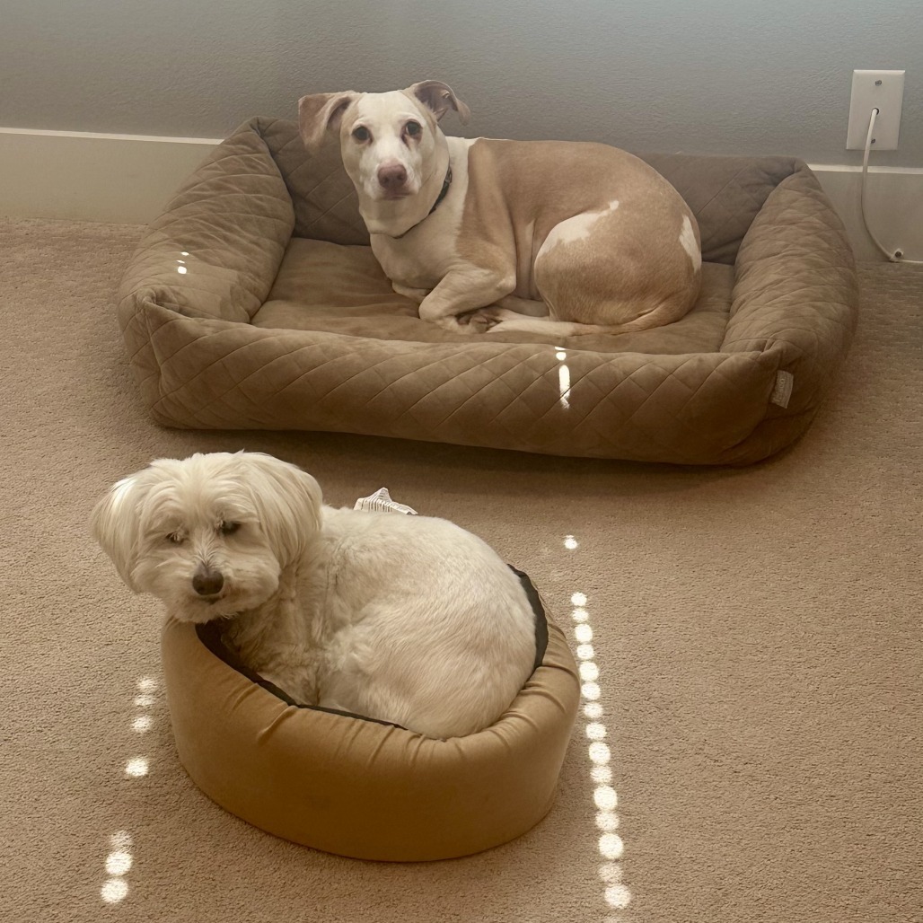 Bruce, an adoptable Schnauzer, Maltese in Houston, TX, 77008 | Photo Image 5