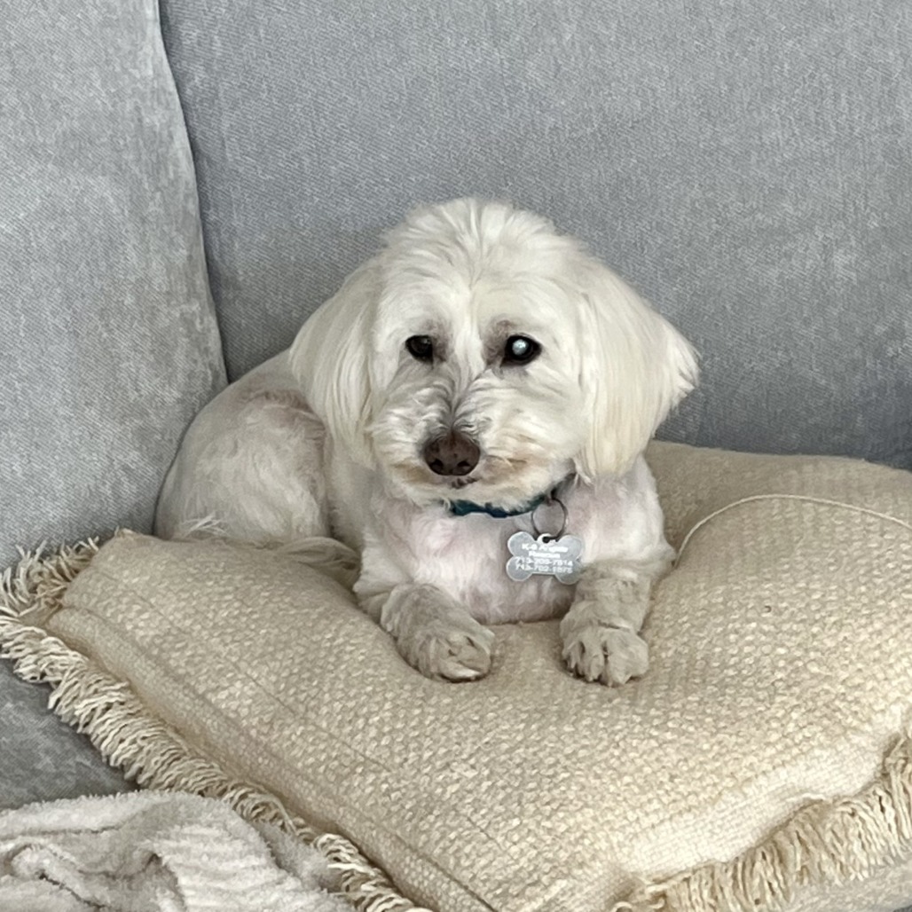 Bruce, an adoptable Schnauzer, Maltese in Houston, TX, 77008 | Photo Image 6