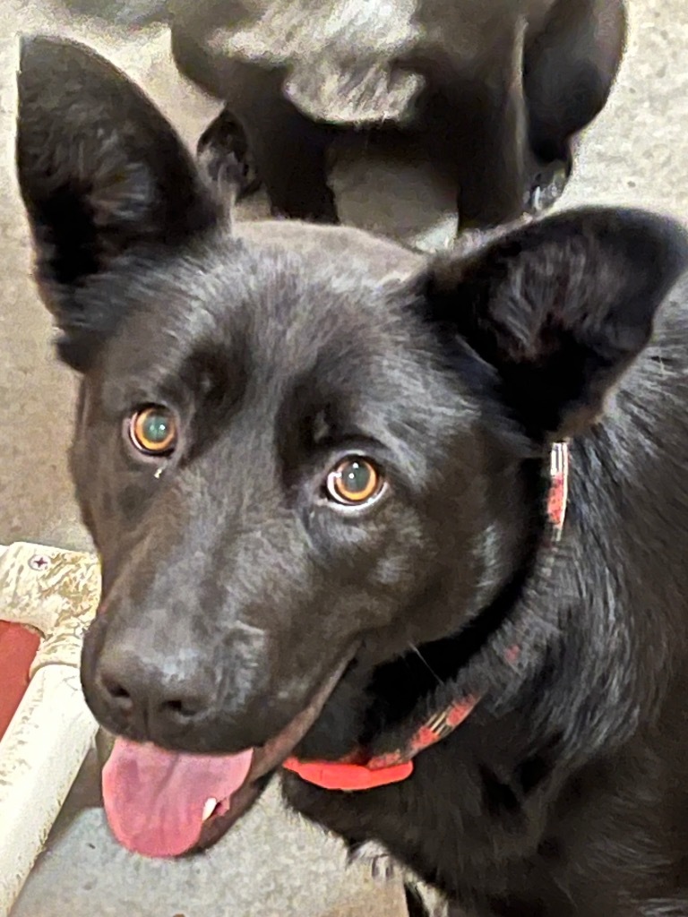 Margo, an adoptable Black Labrador Retriever, Shepherd in Thompson Falls, MT, 59873 | Photo Image 1