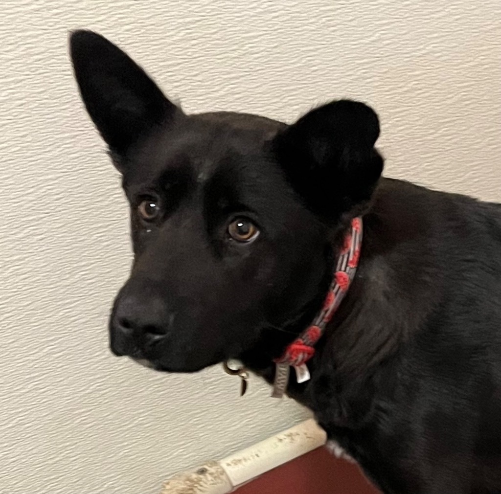 Margo, an adoptable Black Labrador Retriever, Shepherd in Thompson Falls, MT, 59873 | Photo Image 2