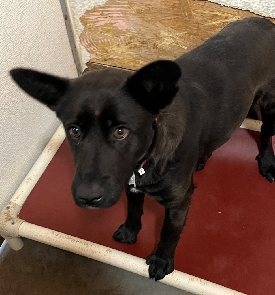 Margo, an adoptable Black Labrador Retriever, Shepherd in Thompson Falls, MT, 59873 | Photo Image 3