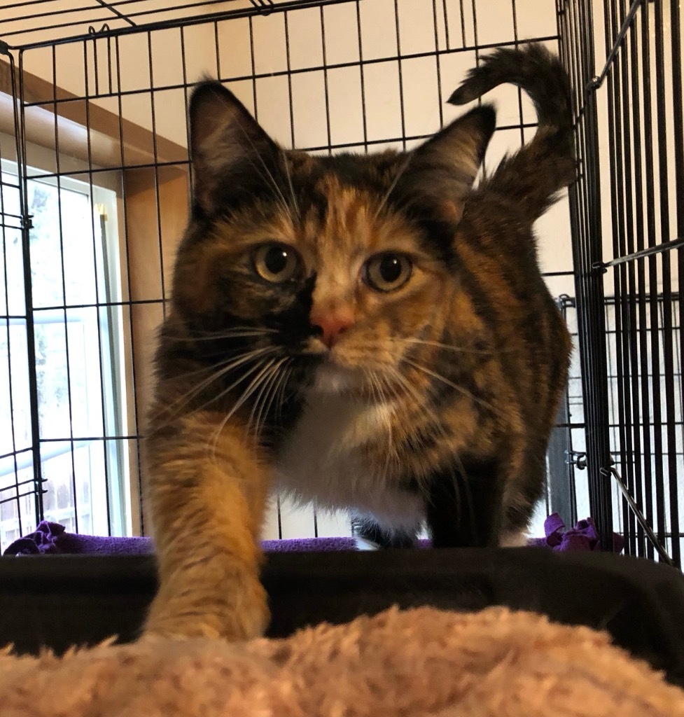 Mia, an adoptable Calico in Thompson Falls, MT, 59873 | Photo Image 1