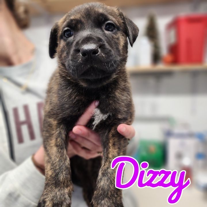 Dizzy 2