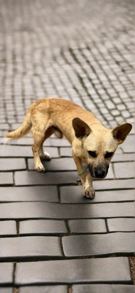 Emsley, an adoptable Affenpinscher in Mangilao, GU, 96923 | Photo Image 2