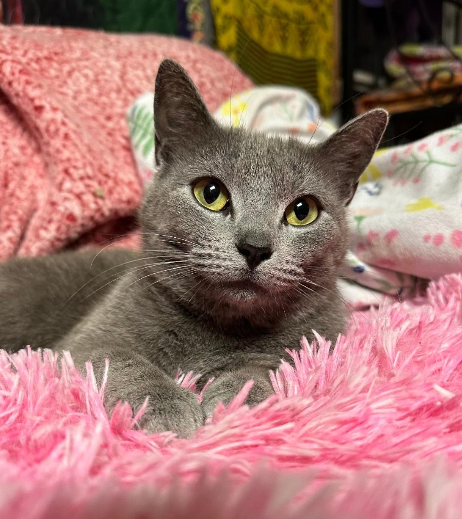 Marigold, an adoptable Domestic Short Hair in Hoover , AL, 35226 | Photo Image 1