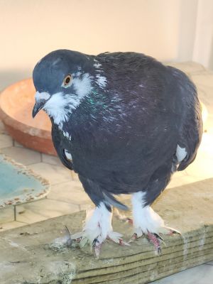 Liberty Pigeon Bird