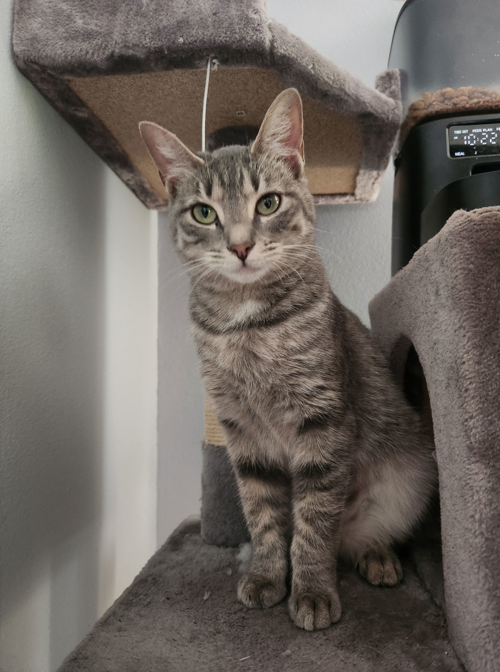 Massika, an adoptable Domestic Short Hair in Nashville, TN, 37221 | Photo Image 2