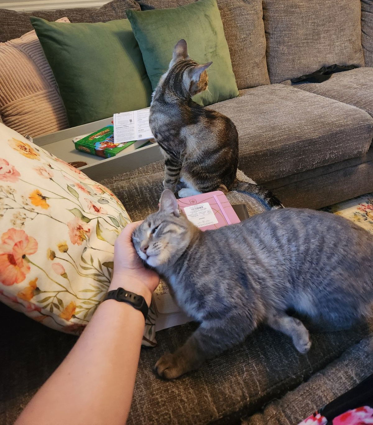 Massika, an adoptable Domestic Short Hair in Nashville, TN, 37221 | Photo Image 3