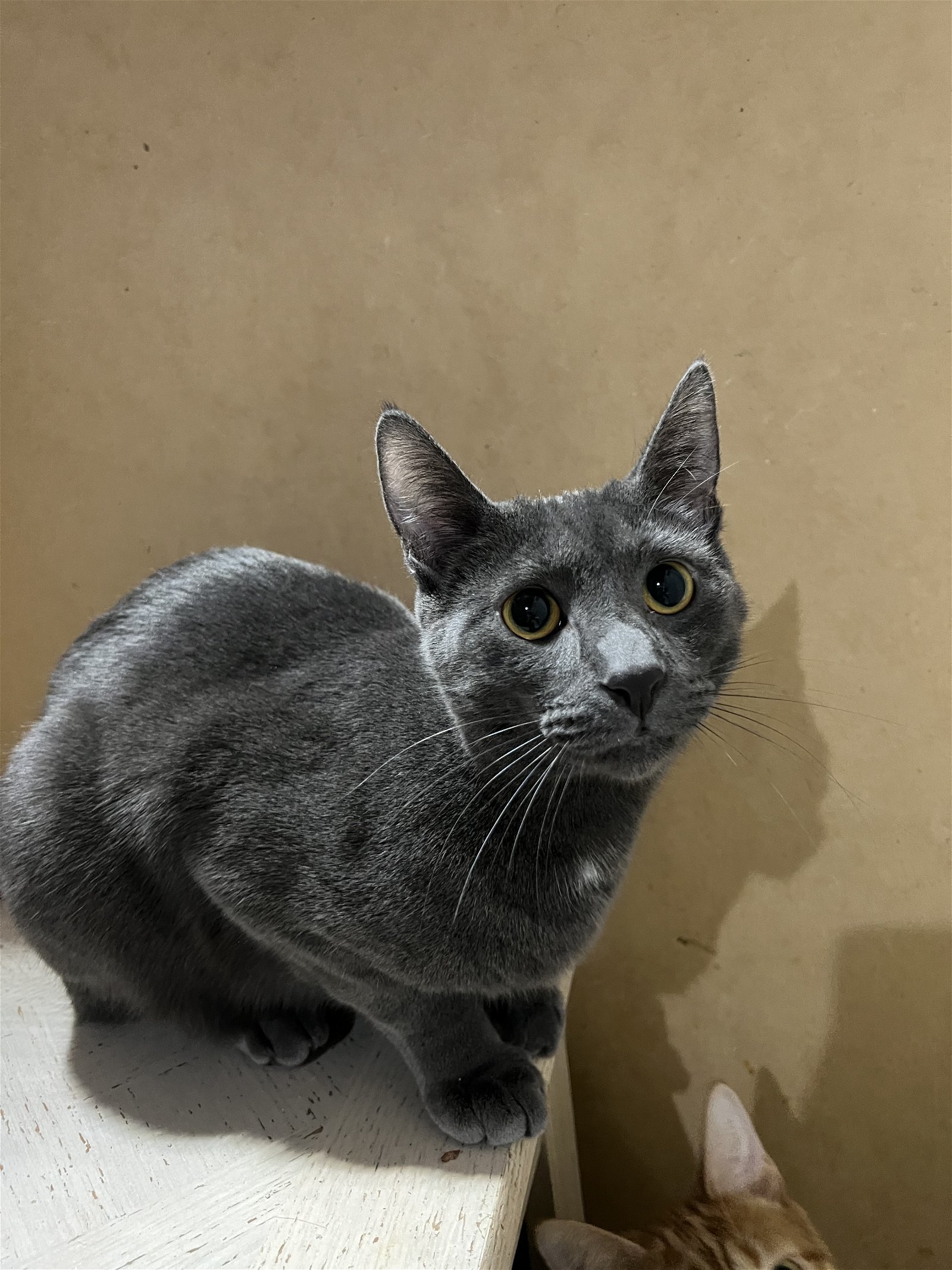 Alion, an adoptable Chartreux, Russian Blue in Walled Lake, MI, 48390 | Photo Image 1