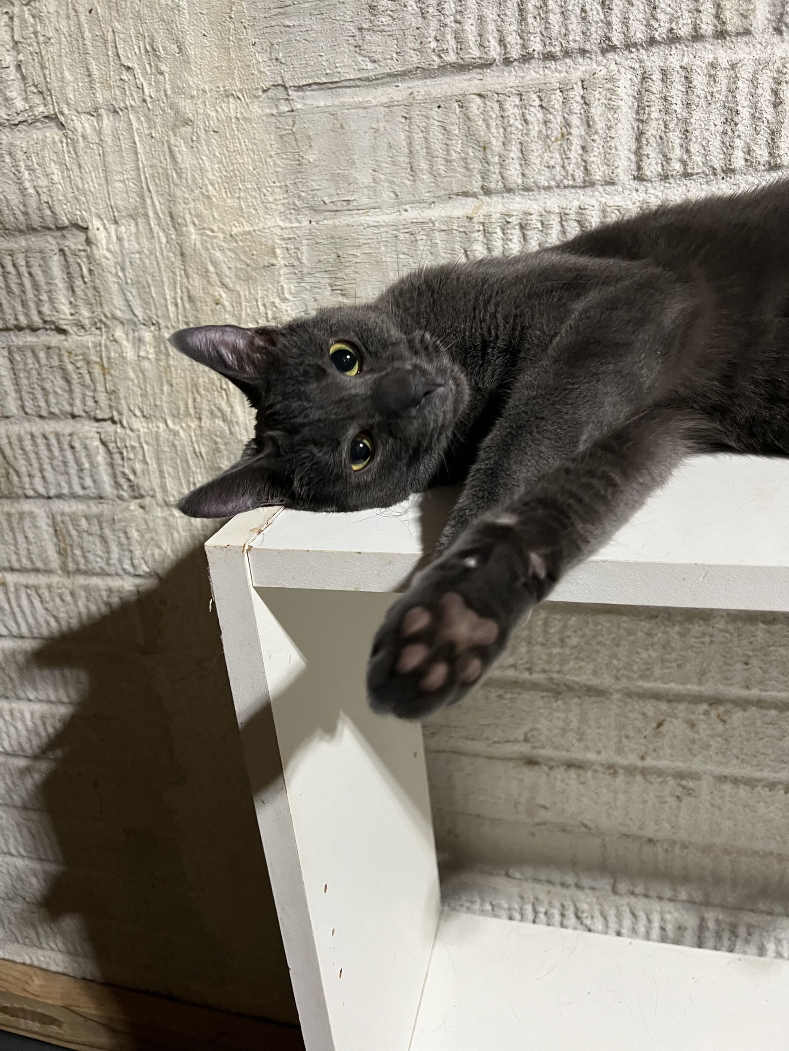 Alion ( MUST BE ADOPTED WITH GEO), an adoptable Chartreux, Russian Blue in Walled Lake, MI, 48390 | Photo Image 1