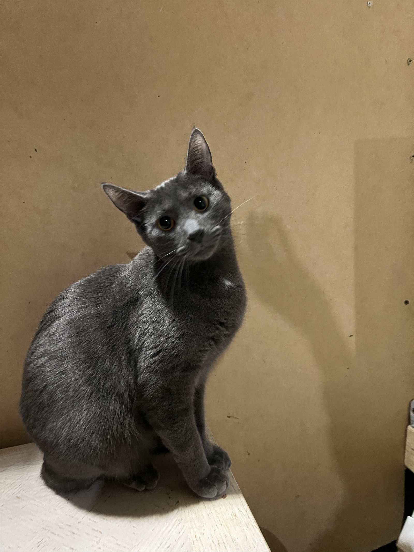 Alion, an adoptable Chartreux, Russian Blue in Walled Lake, MI, 48390 | Photo Image 2