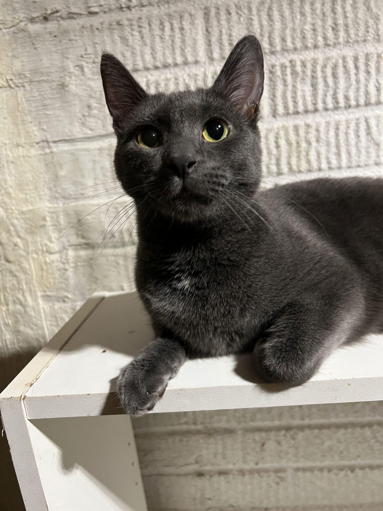 Alion ( MUST BE ADOPTED WITH GEO), an adoptable Chartreux, Russian Blue in Walled Lake, MI, 48390 | Photo Image 2