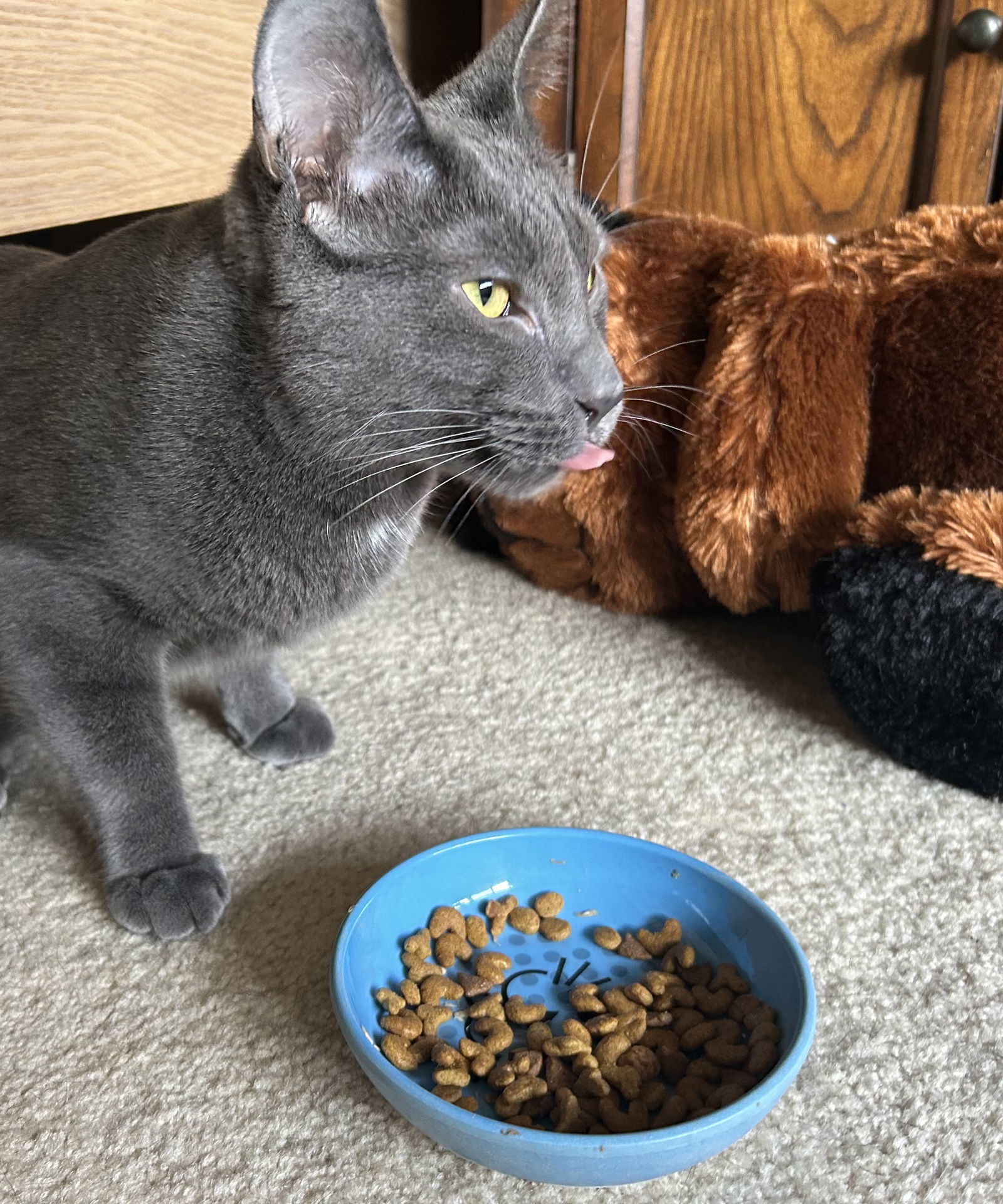 Alion ( MUST BE ADOPTED WITH GEO), an adoptable Chartreux, Russian Blue in Walled Lake, MI, 48390 | Photo Image 3