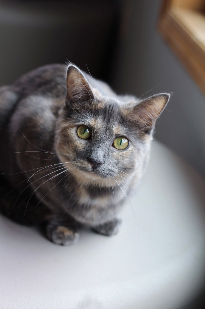 Z7 Rasin Zing, an adoptable Domestic Short Hair in Ashland, WI, 54806 | Photo Image 1