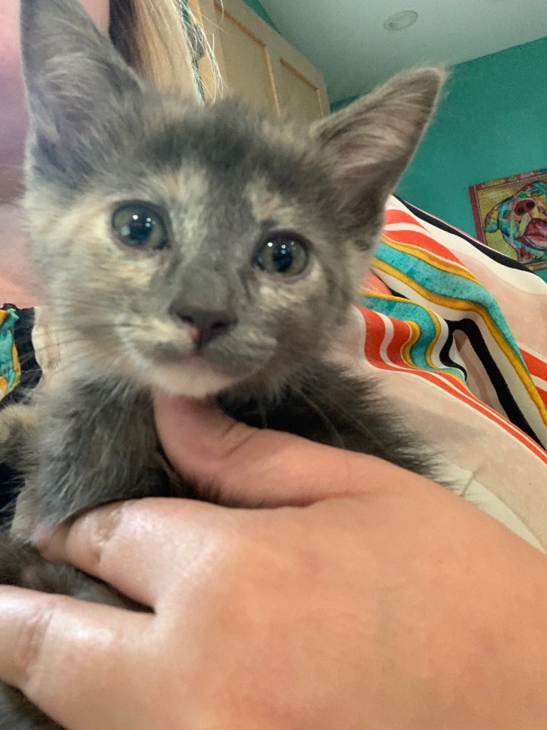 Z7 Rasin Zing, an adoptable Domestic Short Hair in Ashland, WI, 54806 | Photo Image 2