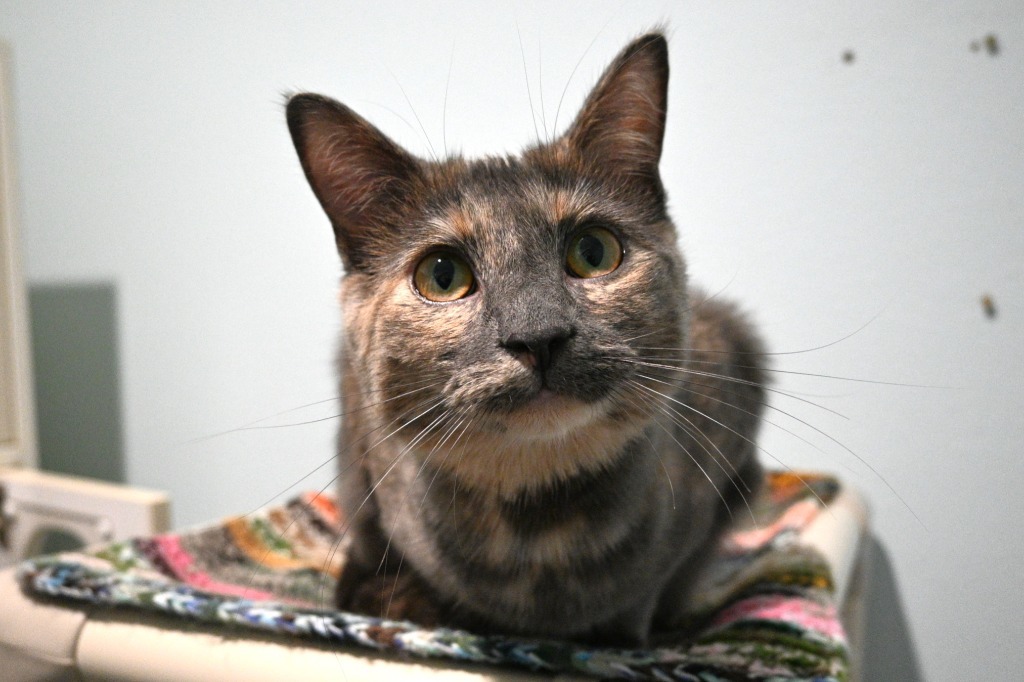 Z7 Rasin Zing, an adoptable Domestic Short Hair in Ashland, WI, 54806 | Photo Image 5