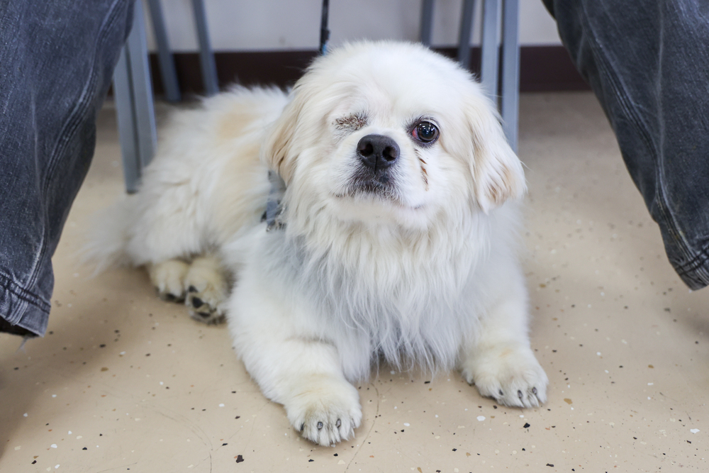 Doug, an adoptable Pekingese in Mundelein, IL, 60060 | Photo Image 1