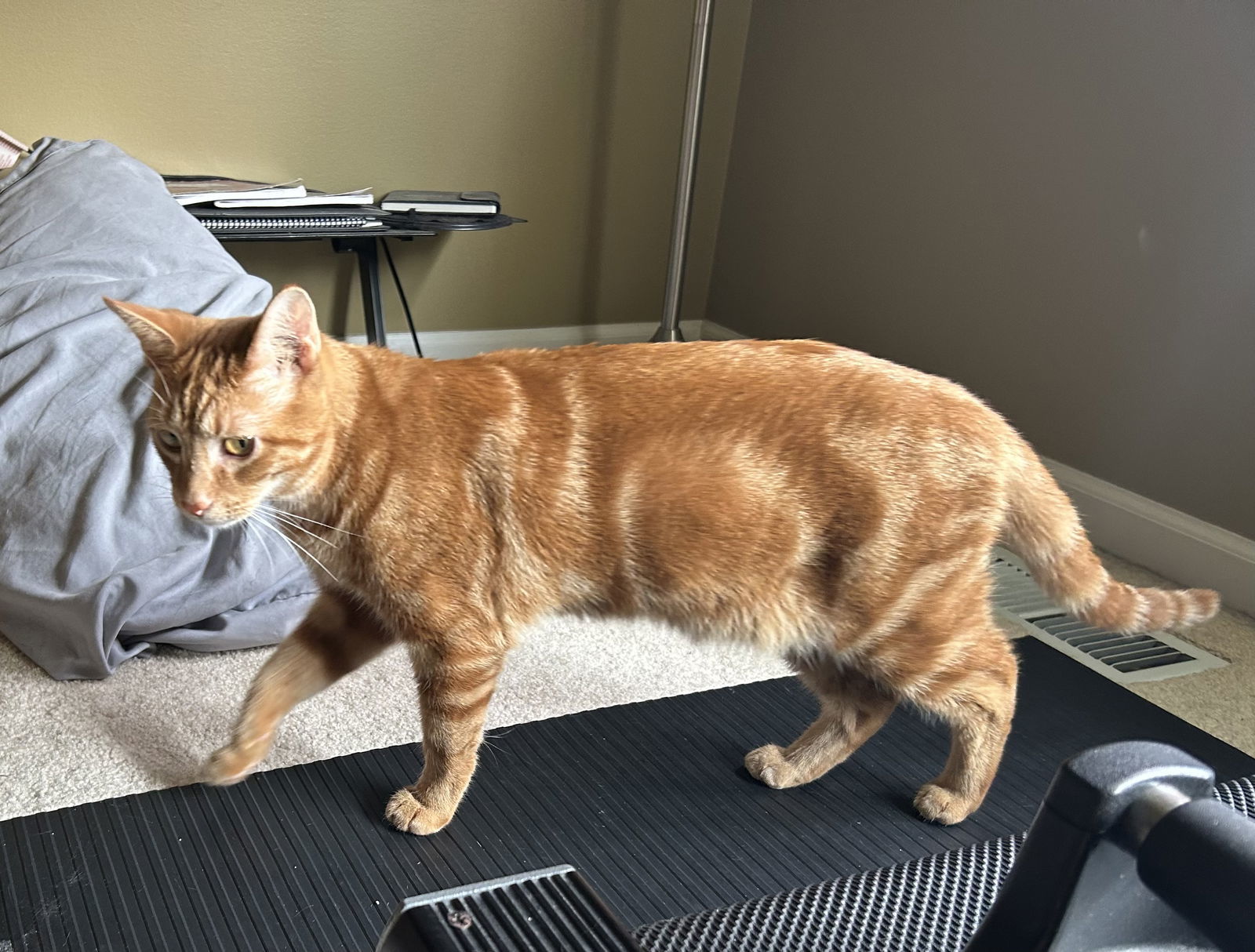 Geo ( MUST BE ADOPTED WITH ALION), an adoptable Abyssinian, American Shorthair in Walled Lake, MI, 48390 | Photo Image 1