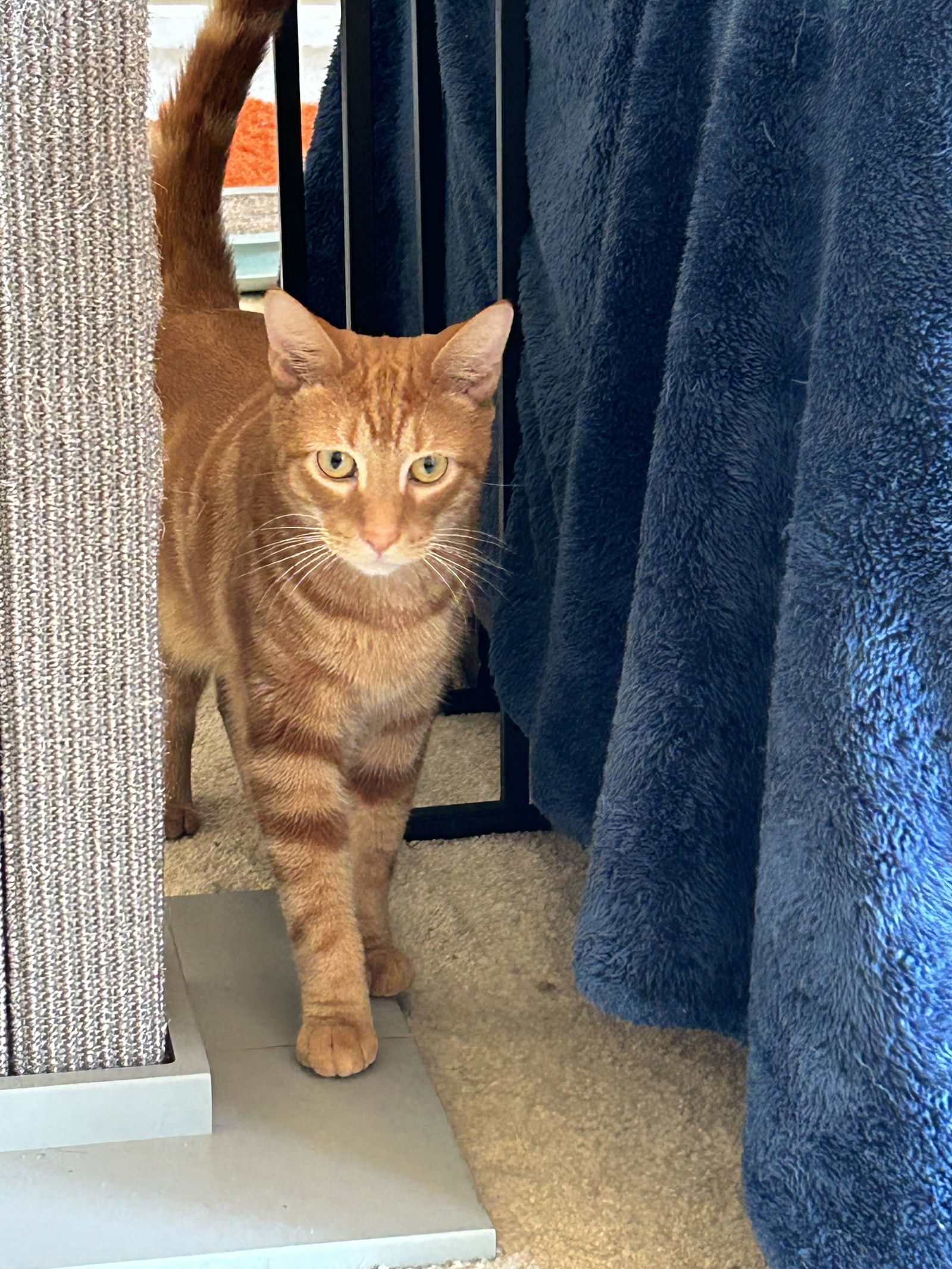 Geo ( MUST BE ADOPTED WITH ALION), an adoptable Abyssinian, American Shorthair in Walled Lake, MI, 48390 | Photo Image 2