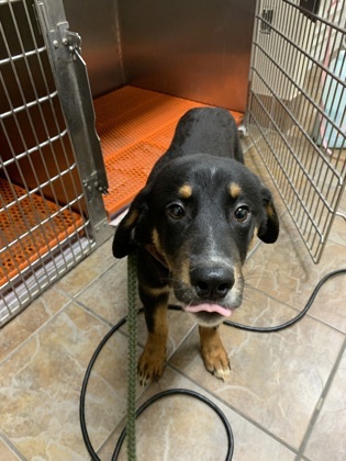 Dash, an adoptable Entlebucher, Mixed Breed in Fort Worth, TX, 76119 | Photo Image 2