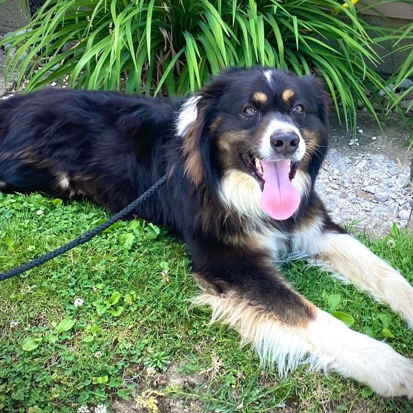 Yoshi, an adoptable Australian Shepherd in Kittanning, PA, 16201 | Photo Image 1