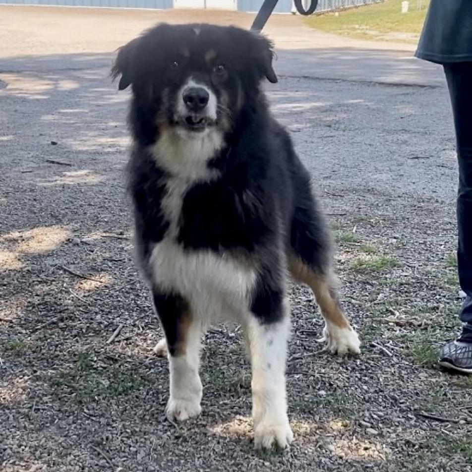 Yoshi, an adoptable Australian Shepherd in Kittanning, PA, 16201 | Photo Image 2