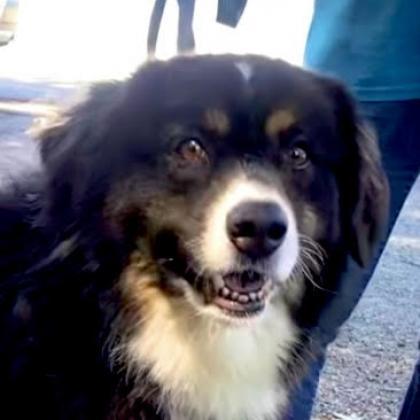 Yoshi, an adoptable Australian Shepherd in Kittanning, PA, 16201 | Photo Image 3