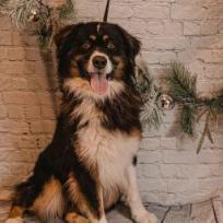 Yoshi, an adoptable Australian Shepherd in Kittanning, PA, 16201 | Photo Image 5