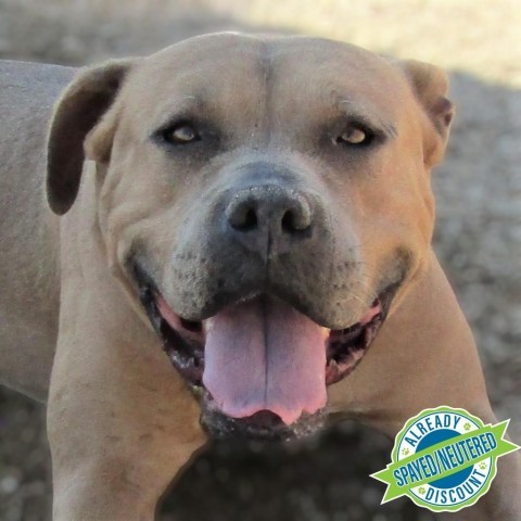 Emma, an adoptable Mixed Breed in Las Cruces, NM, 88012 | Photo Image 1