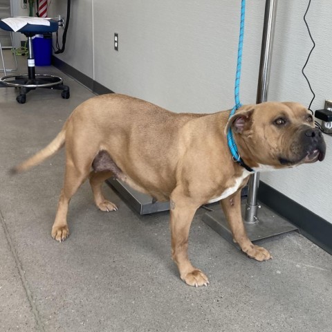 Emma, an adoptable Mixed Breed in Las Cruces, NM, 88012 | Photo Image 2