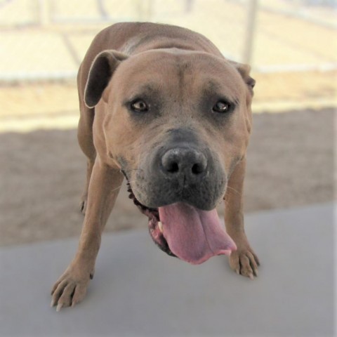 Emma, an adoptable Mixed Breed in Las Cruces, NM, 88012 | Photo Image 5