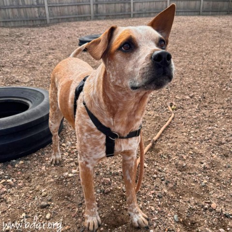 Mack, an adoptable Australian Cattle Dog / Blue Heeler in Cheyenne, WY, 82009 | Photo Image 5