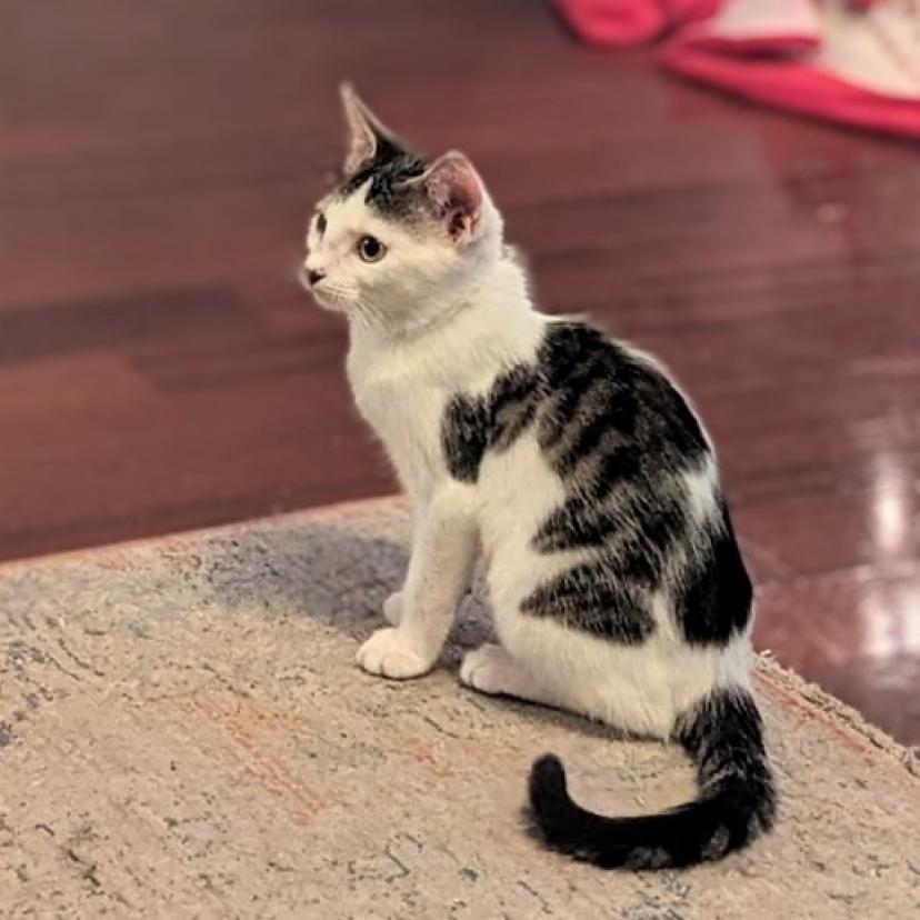 Lucky, an adoptable Domestic Medium Hair in San Antonio, TX, 78253 | Photo Image 1