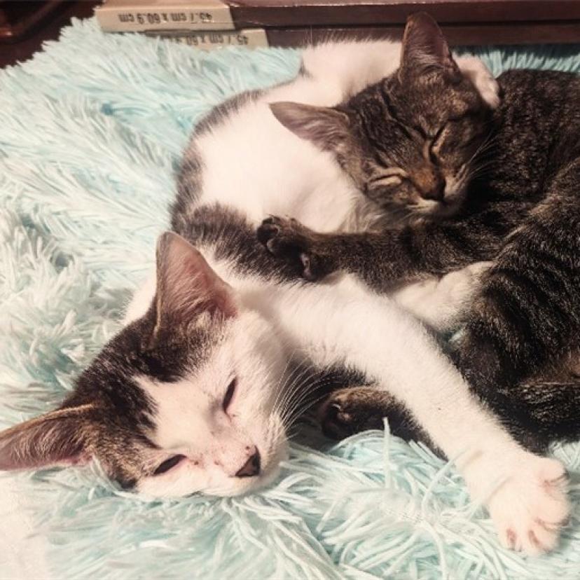 Lucky, an adoptable Domestic Medium Hair in San Antonio, TX, 78253 | Photo Image 2