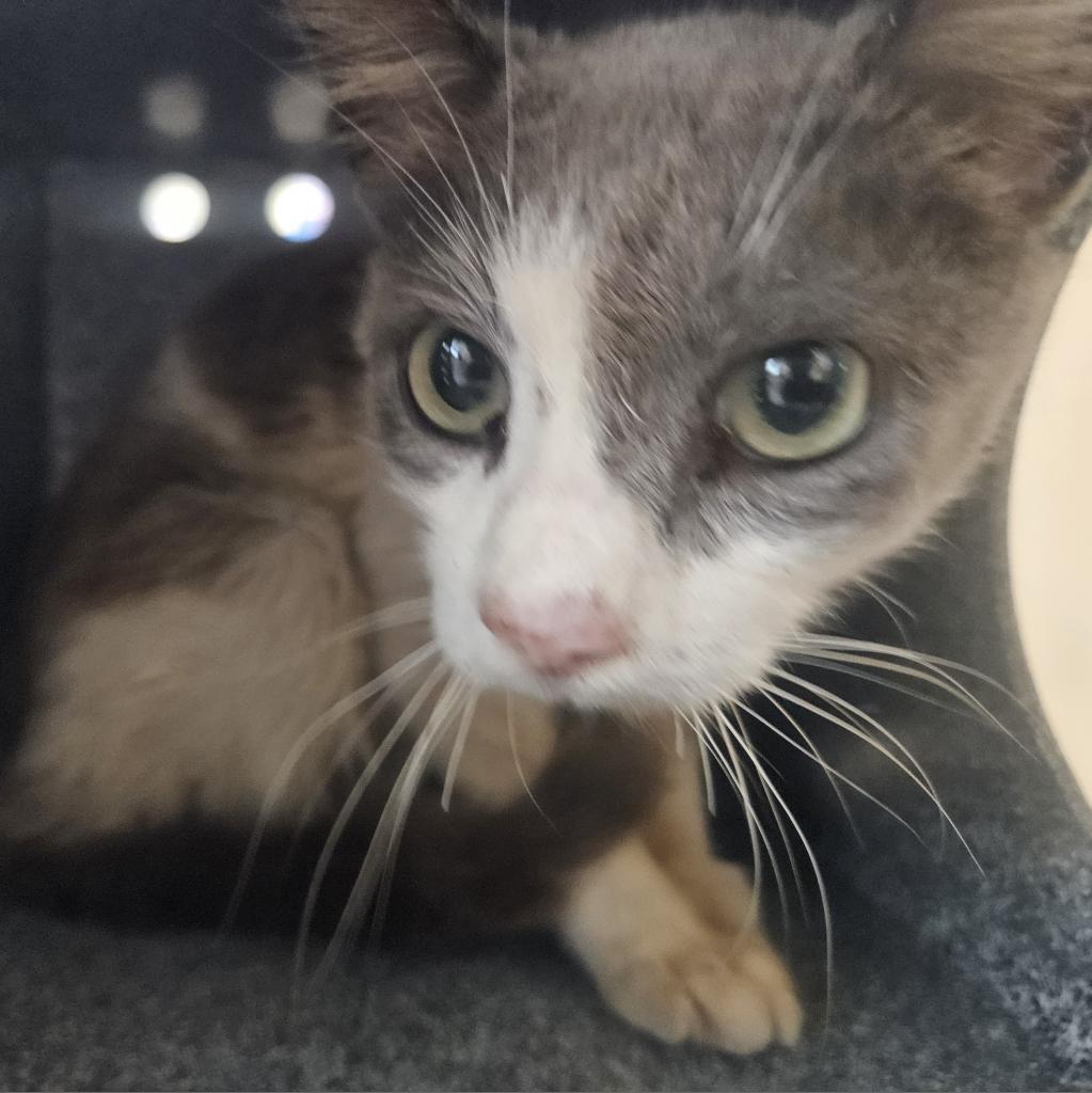 Claro (Clara) // 0392, an adoptable Domestic Medium Hair in Harlingen, TX, 78550 | Photo Image 1