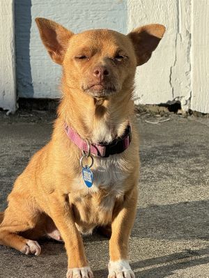 Fiona Chihuahua Dog