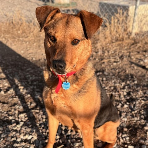 Ron, an adoptable Mixed Breed in Lander, WY, 82520 | Photo Image 1