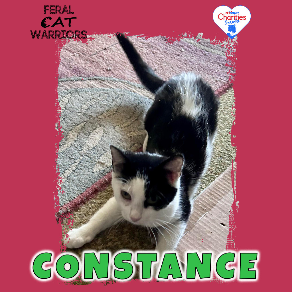 Constance, an adoptable Domestic Short Hair in Kingman, AZ, 86401 | Photo Image 1