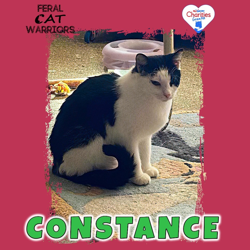 Constance, an adoptable Domestic Short Hair in Kingman, AZ, 86401 | Photo Image 1