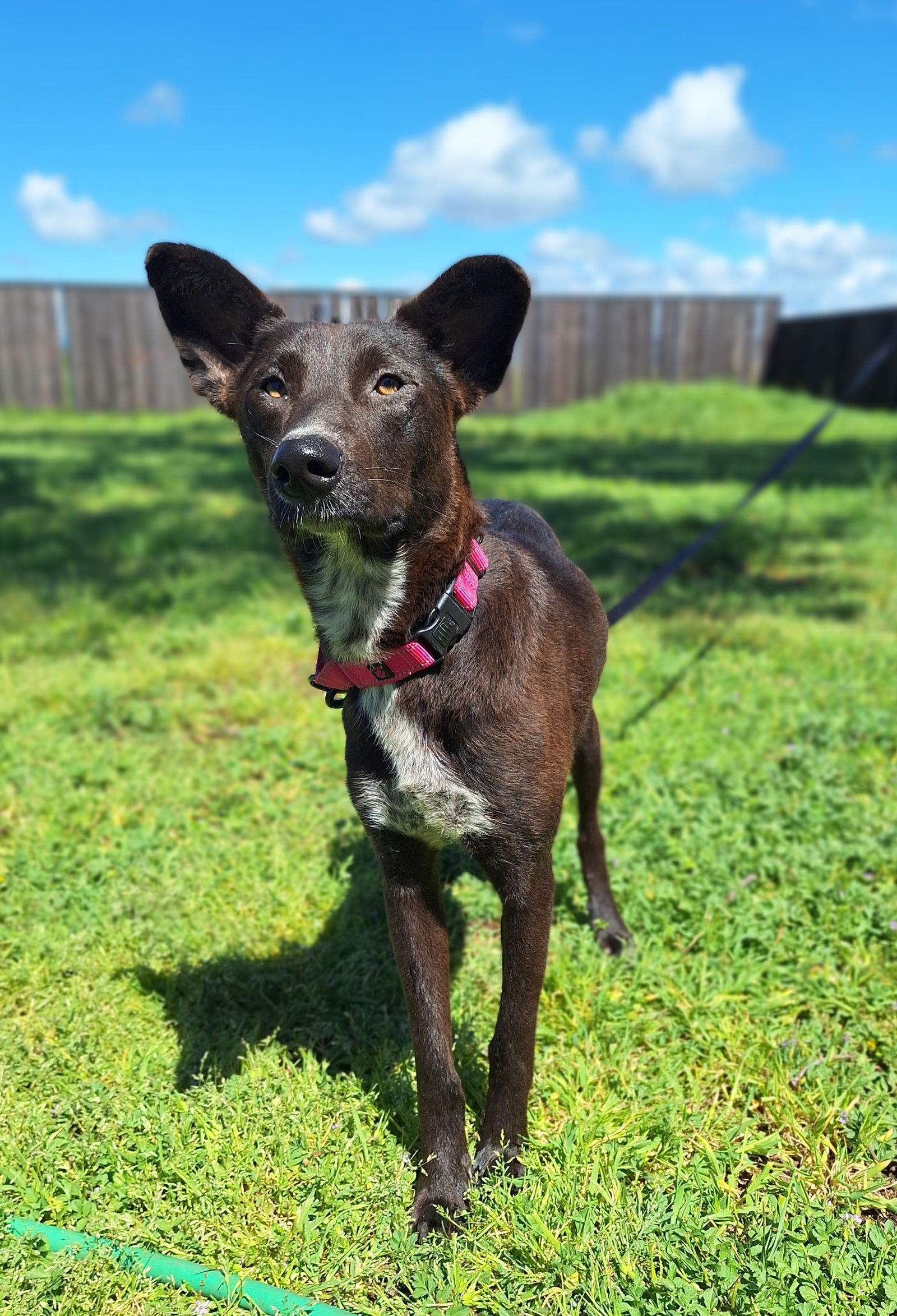 RED VELVET, an adoptable Whippet, Border Collie in Chico, CA, 95973 | Photo Image 1