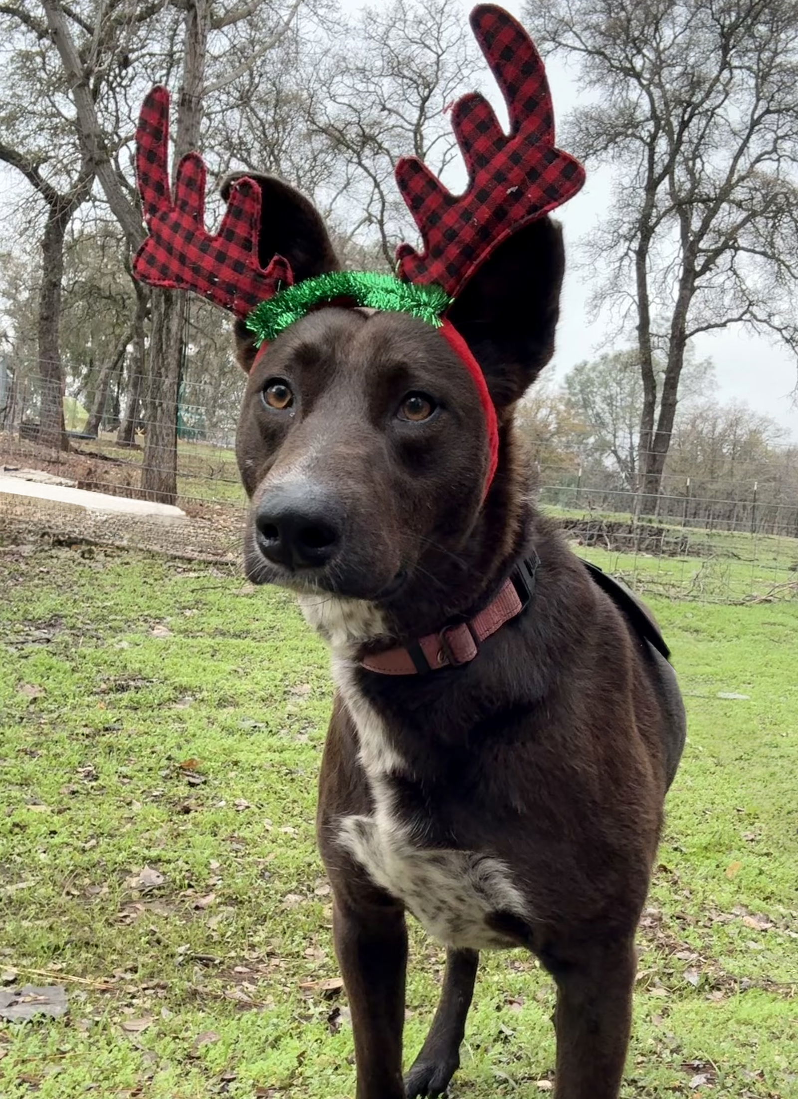 RED VELVET, an adoptable Whippet, Border Collie in Chico, CA, 95973 | Photo Image 1