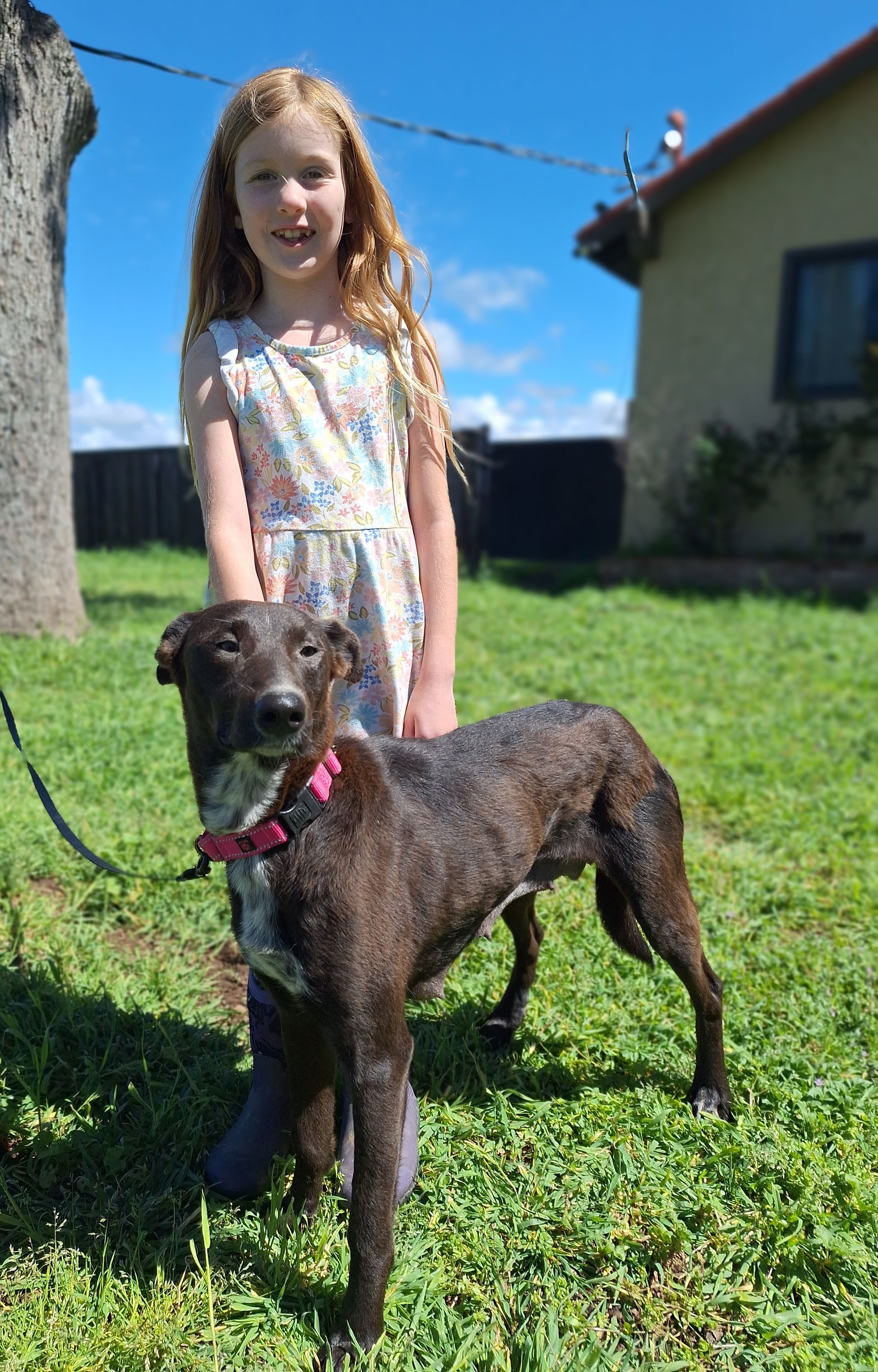 RED VELVET, an adoptable Whippet, Border Collie in Chico, CA, 95973 | Photo Image 2