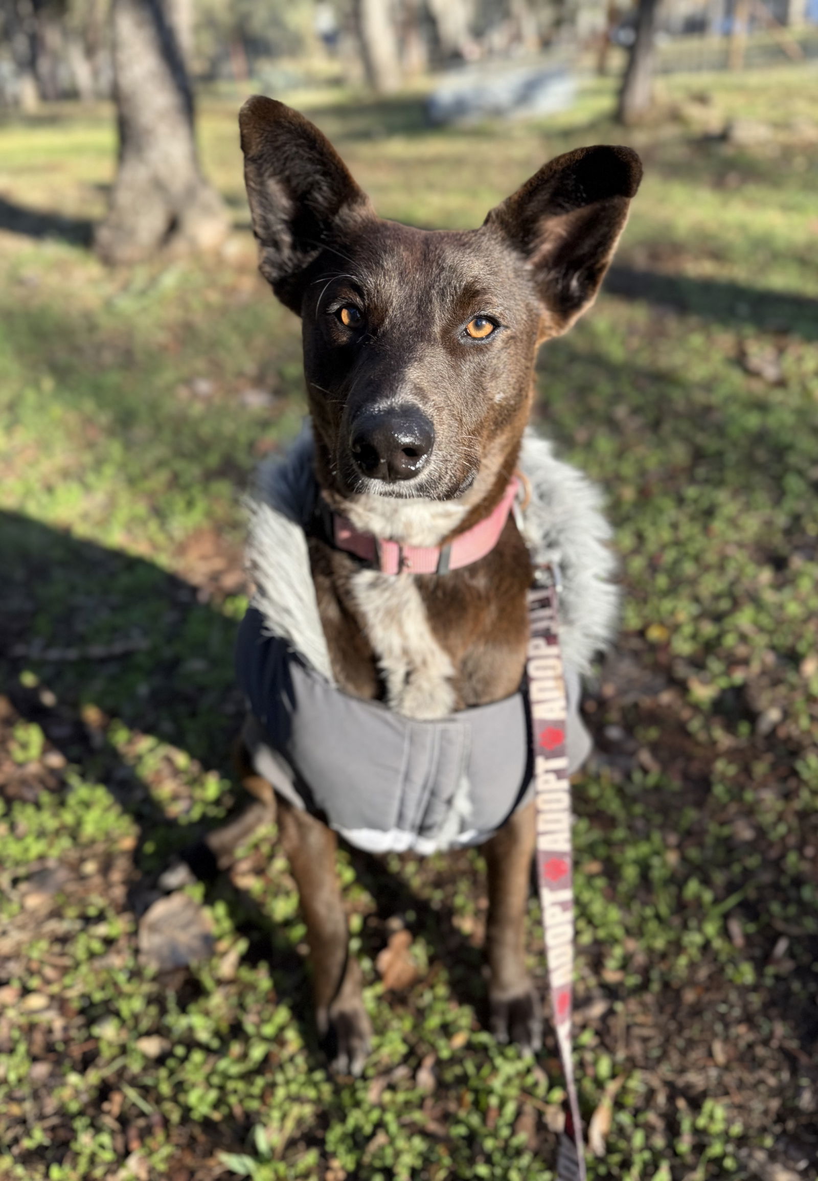 RED VELVET, an adoptable Whippet, Border Collie in Chico, CA, 95973 | Photo Image 2