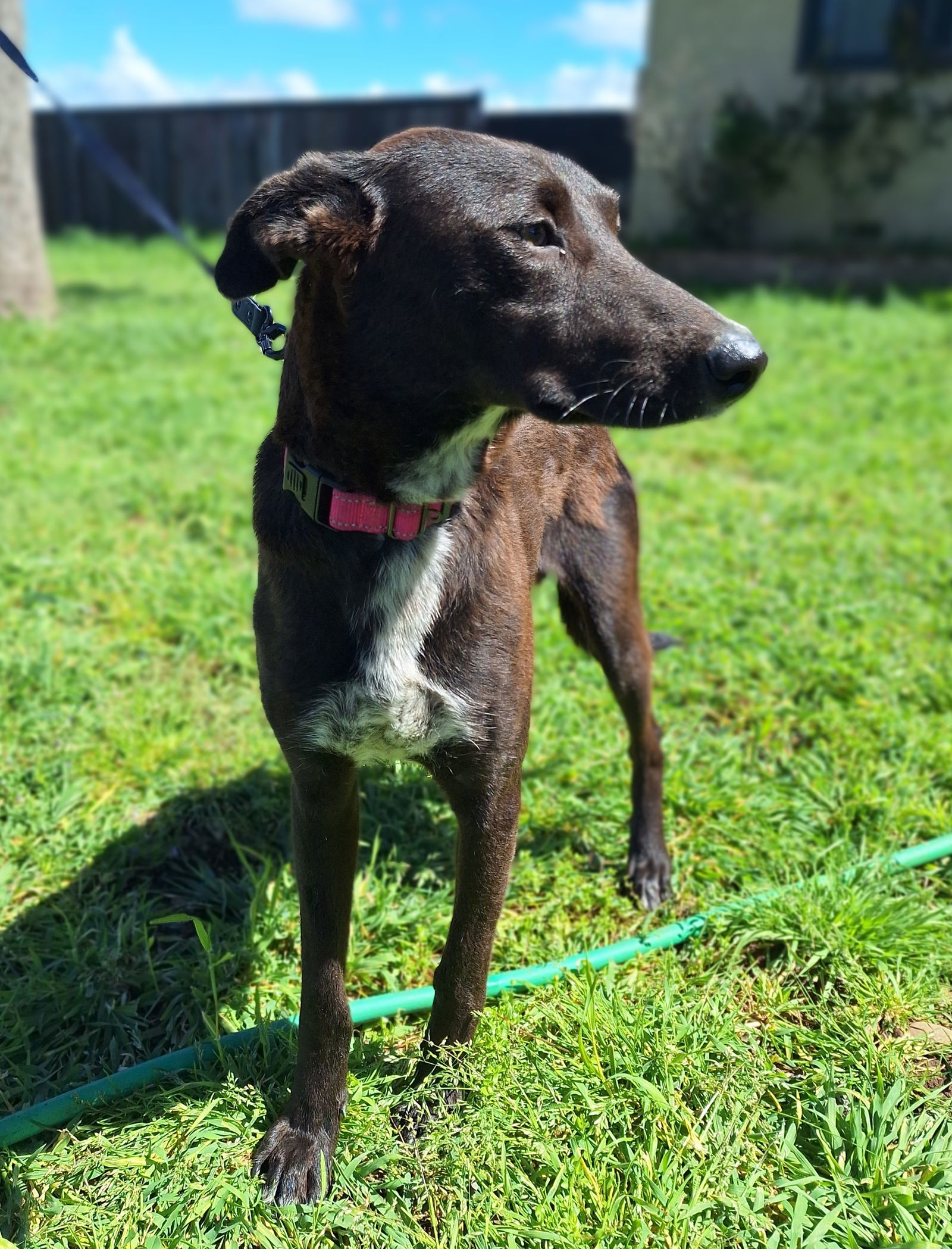 RED VELVET, an adoptable Whippet, Border Collie in Chico, CA, 95973 | Photo Image 3