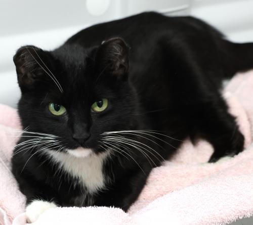 Emerald, an adoptable Domestic Medium Hair in Thief River Falls, MN, 56701 | Photo Image 1