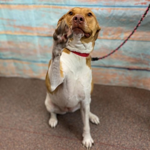 Walnut, an adoptable Mixed Breed in Cheyenne, WY, 82009 | Photo Image 2