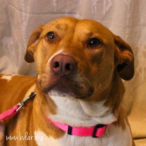 Walnut, an adoptable Mixed Breed in Cheyenne, WY, 82009 | Photo Image 3