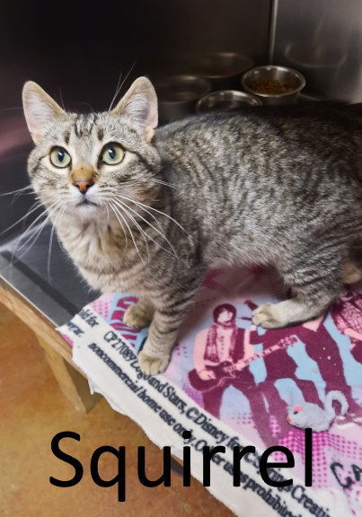 Squirrel, an adoptable Tabby, Domestic Short Hair in Mountain View, AR, 72560 | Photo Image 2