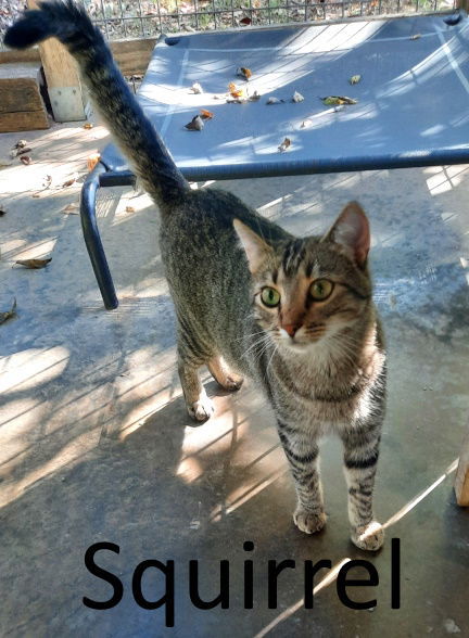 Squirrel, an adoptable Tabby, Domestic Short Hair in Mountain View, AR, 72560 | Photo Image 2
