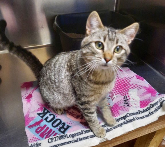 Squirrel, an adoptable Tabby, Domestic Short Hair in Mountain View, AR, 72560 | Photo Image 3